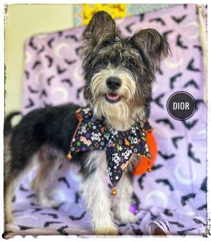 Dior -  Miniature Schnauzer Dog for Adoption in Sebring, Florida - Dior | PetCurious