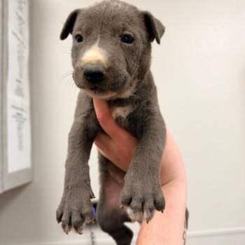 Sally -  Mixed Breed Dog for Adoption in Columbiana, Alabama - Sally | PetCurious