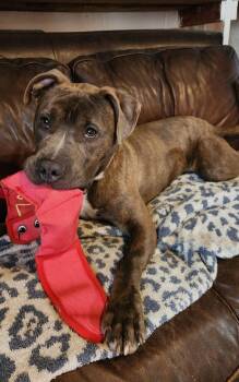 American Staffordshire Terrier Dogs Available for Adoption in Austintown, Ohio - Charger  | PetCurious