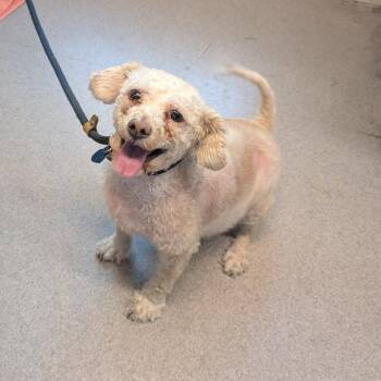 Monty -  Miniature Poodle Dog for Adoption in Pasadena, California - Monty | PetCurious