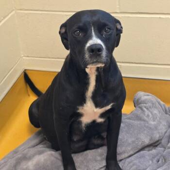 Susie -  Mixed Breed Dog for Adoption in Norman, Oklahoma - Susie | PetCurious