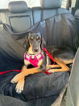 Mandy -  Mixed Breed Dog for Adoption in Boise, Idaho - Mandy | PetCurious