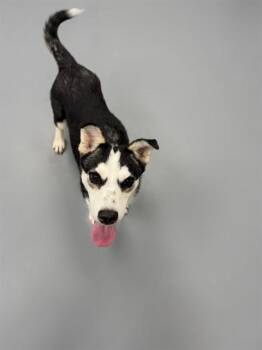 GHERKIN -  Siberian Husky Dog for Adoption in Peoria, Illinois - GHERKIN | PetCurious