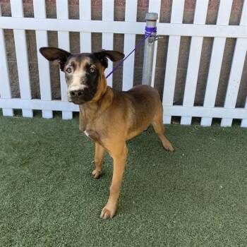 VIANEY ARANA -  Belgian Shepherd Malinois Dog for Adoption in Modesto, California - VIANEY ARANA | PetCurious