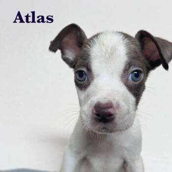 Rescue American Staffordshire Terrier Dogs for Adoption in Spring, Texas - Atlas | PetCurious
