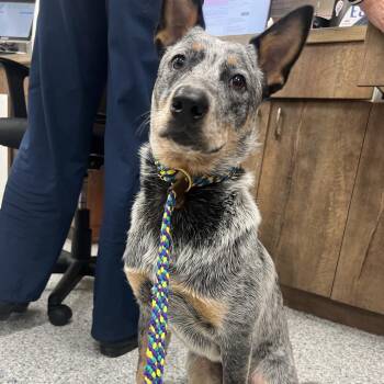 Hobo 9116 -  Australian Cattle Dog Blue Heeler Dog for Adoption in Loxahatchee Groves, Florida - Hobo 9116 | PetCurious