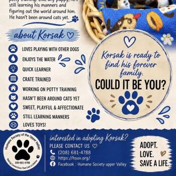 Korsak -  Mastiff and Pit Bull Terrier Dog for Adoption in Idaho Falls, Idaho - Korsak | PetCurious
