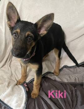 Kiki -  German Shepherd Dog Dog for Adoption in Topeka, Kansas - Kiki | PetCurious