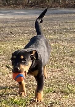 Dachshund and Labrador Retriever Dogs Available for Adoption - 251932  Ruby | PetCurious