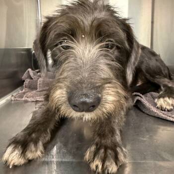 Ravioli -  Schnauzer and Mixed Breed Dog Available for Adoption in Abilene, Texas - Ravioli | PetCurious
