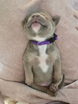 Mastiff Dogs Available for Adoption - Vail (Purple Collar) | PetCurious