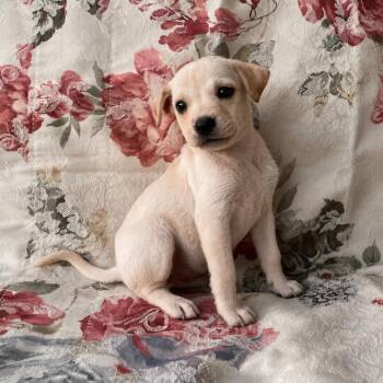 Bow -  Chihuahua Dog for Adoption in Tucson, Arizona - Bow | PetCurious