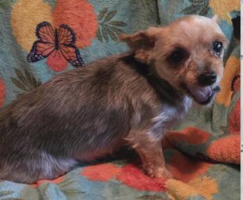Honey Bunny -  Yorkshire Terrier Dog for Adoption in Decatur, Georgia - Honey Bunny | PetCurious
