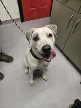 Mixed Breed Dogs Available for Adoption - Cliff | PetCurious