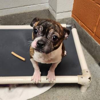 PEA -  Boston Terrier and Mixed Breed Dog for Adoption - PEA | PetCurious