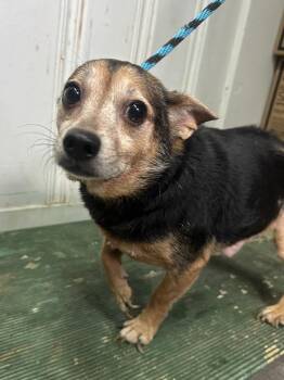 Rescue Chihuahua Dogs for Adoption in Philadelphia, Pennsylvania - Buddy | PetCurious