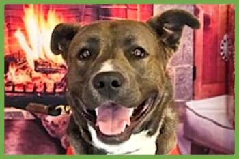 Rescue American Staffordshire Terrier and Labrador Retriever Dogs for Adoption in Amherst, Massachusetts - Whiskey | PetCurious