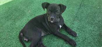 Gale -  Chihuahua and Terrier Dog for Adoption in Irwin, Pennsylvania - Gale | PetCurious