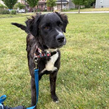 Darla -  Mixed Breed Dog for Adoption in Pittsburgh, Pennsylvania - Darla | PetCurious