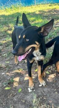 Puppies -  German Shepherd Dog and Doberman Pinscher Dog for Adoption in Denison, Texas - Puppies | PetCurious