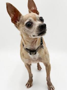 Buddy -  Chihuahua and Mixed Breed Dog for Adoption in Bowling Green, Kentucky - Buddy | PetCurious