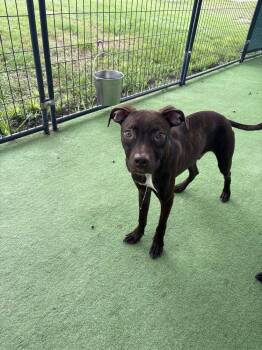 Brownie -  Black Mouth Cur Dog for Adoption in Lakeland, Florida - Brownie | PetCurious