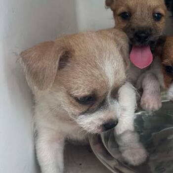 Rigatoni -  Jack Russell Terrier and Mixed Breed Dog for Adoption in Baton Rouge, Louisiana - Rigatoni | PetCurious