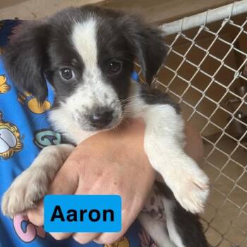 Aaron -  Australian Shepherd and Mixed Breed Dog Available for Adoption in Hondo, Texas - Aaron | PetCurious