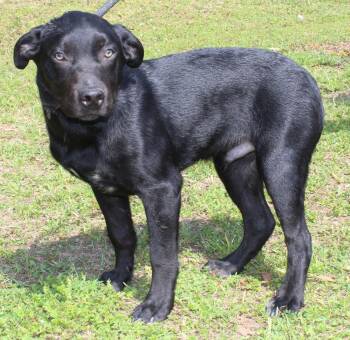Labrador Retriever and Australian Cattle Dog Blue Heeler Dogs Available for Adoption - Pepsi 43229 | PetCurious