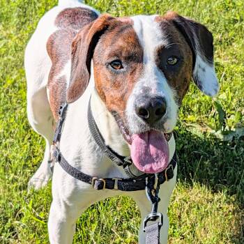 Dave -  Hound and Beagle Dog Available for Adoption in Accident, Maryland - Dave | PetCurious