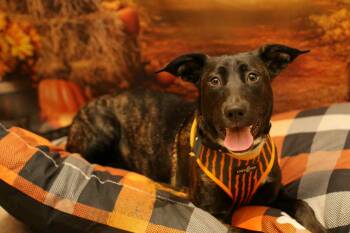 Rescue Belgian Shepherd Malinois and Pit Bull Terrier Dogs for Adoption in Yuba City, California - Love Bug | PetCurious