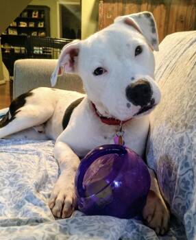 Wilder -  American Bulldog Dog for Adoption in Austintown, Ohio - Wilder | PetCurious