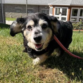 Rosie -  Beagle and Dachshund Dog for Adoption in Latrobe, Pennsylvania - Rosie | PetCurious