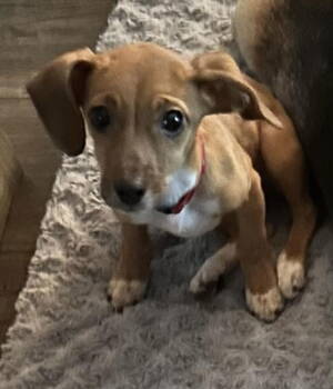 Rescue Miniature Pinscher Dogs for Adoption in Fairfax, Virginia - Marley *Adopt Or Foster* | PetCurious