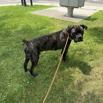 Apollo -  American Bulldog and Mastiff Dog for Adoption in Wyandotte, Michigan - Apollo | PetCurious