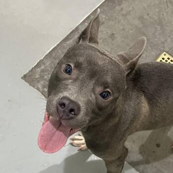 Giovanni -  Pit Bull Terrier and Mixed Breed Dog for Adoption in Binghamton, New York - Giovanni | PetCurious