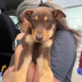 Shepherd Dogs Available for Adoption - 319 (2026) Brownie | PetCurious