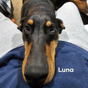 Doberman Pinscher Dogs Available for Adoption - Luna (BONDED WITH KEBA) | PetCurious