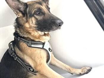 A661431 -  German Shepherd Dog Dog for Adoption in Houston, Texas - A661431 | PetCurious