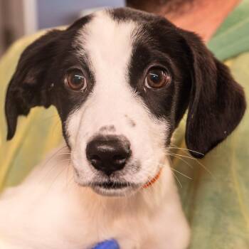 Mixed Breed Dogs Available for Adoption in Kennebunk, Maine - Gelato *Avail By Appt* | PetCurious
