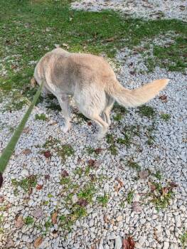 Tommy -  Great Pyrenees and Labrador Retriever Dog for Adoption in Frenchburg, Kentucky - Tommy | PetCurious