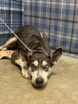 EVANGELINE -  Husky and German Shepherd Dog Dog for Adoption in Rosenberg, Texas - EVANGELINE | PetCurious