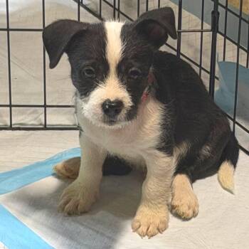 Cajun Cowboy -  American Staffordshire Terrier and Jack Russell Terrier Dog for Adoption in Rockville, Maryland - Cajun Cowboy | PetCurious