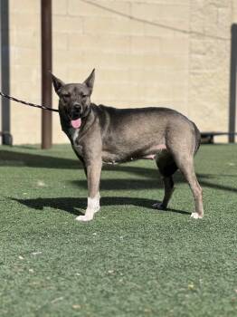 Rescue Husky and Pit Bull Terrier Dogs for Adoption in Rockwall, Texas - Cocoa | PetCurious