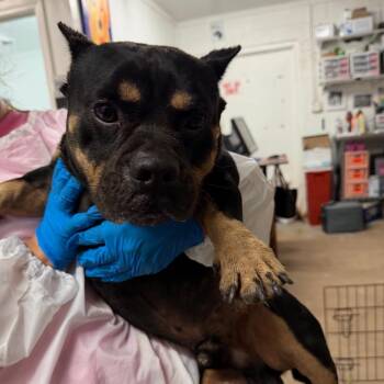 Pot Roast -  Pit Bull Terrier Dog for Adoption in Edinburg, Texas - Pot Roast | PetCurious