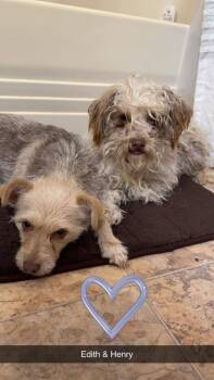Edith & Henry -  Terrier Dog Available for Adoption - Edith & Henry | PetCurious