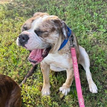 Lola -  American Bulldog and Mastiff Dog for Adoption in Daphne, Alabama - Lola | PetCurious