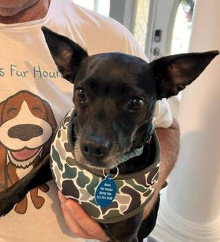 Emma -  Rat Terrier and Chihuahua Dog for Adoption in Williamsburg, Virginia - Emma | PetCurious