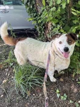 Albert -  Cardigan Welsh Corgi and Mixed Breed Dog for Adoption in Morristown, New Jersey - Albert | PetCurious
