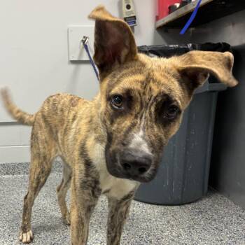 Cedar -  Mixed Breed Dog for Adoption in Greenville, South Carolina - Cedar | PetCurious